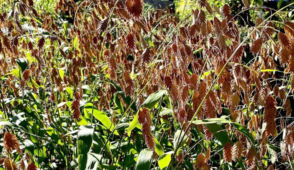 River Oats, Chasmanthium latifolium