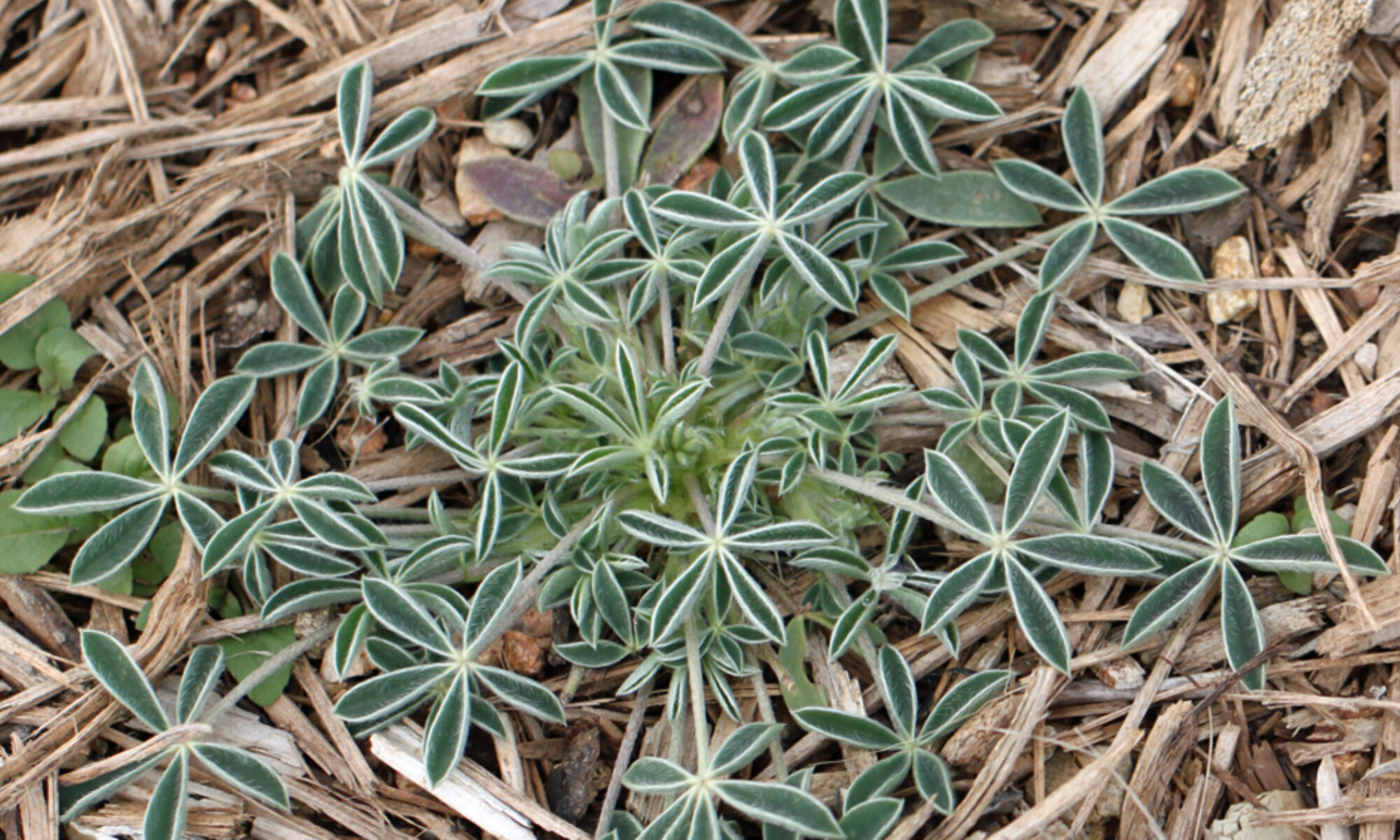 Bluebonnet rosettes