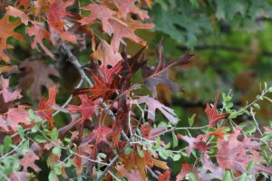 image of red oak leaves