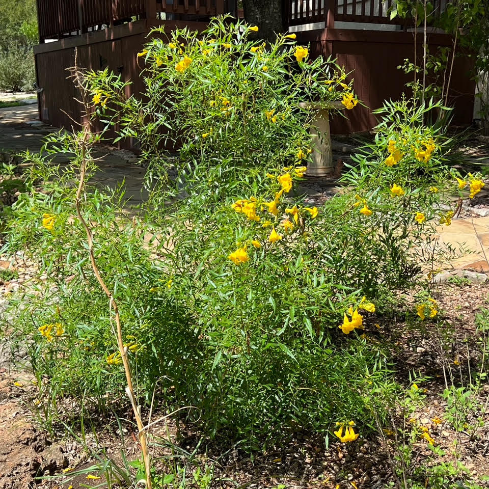 image of West Texas Esperanza,Tacoma stans-var. angustata