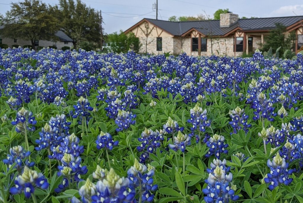 Bluebonnets, Lupinus texensis