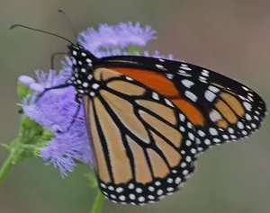 image of monarch butterfly