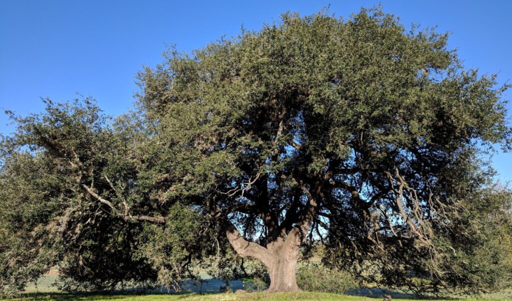 Live oak at Garey Park
