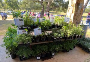 image of plants for sale