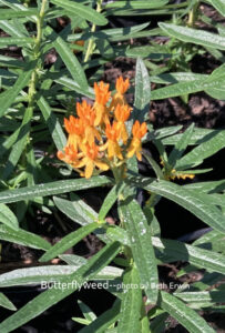 Butterflyweed, Asclepias tuberosa