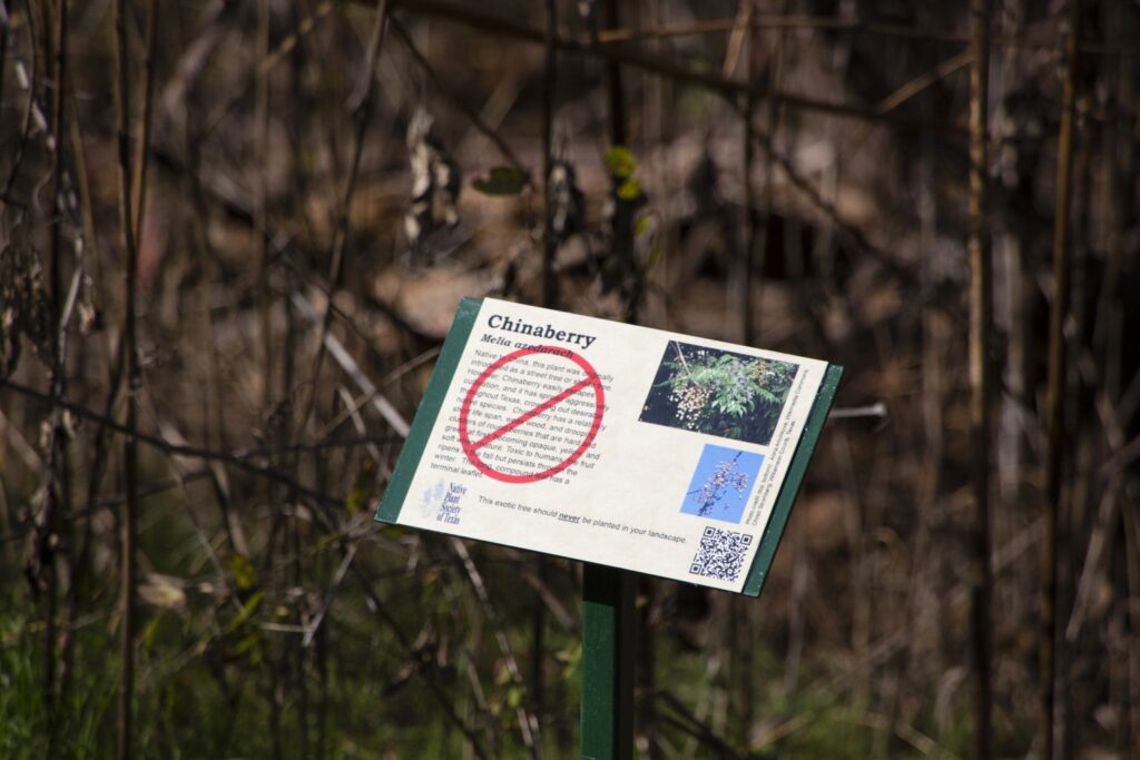 Chinaberry sign