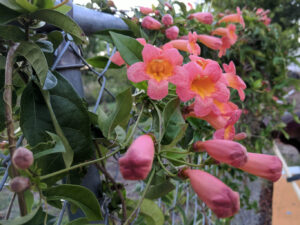 Crossvine, Bignonia capreolata