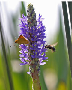 image of Skipper and bee on Pickerelweed, Pontederia cordata