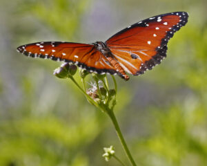 Danaus giilppus, Queen butterfly on Conoclinium greggii, Gregg's Mistflower