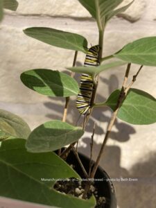 Monarch caterpillar on Zizotes, Asclepias oenotheroides