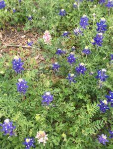 image of bluebonnets