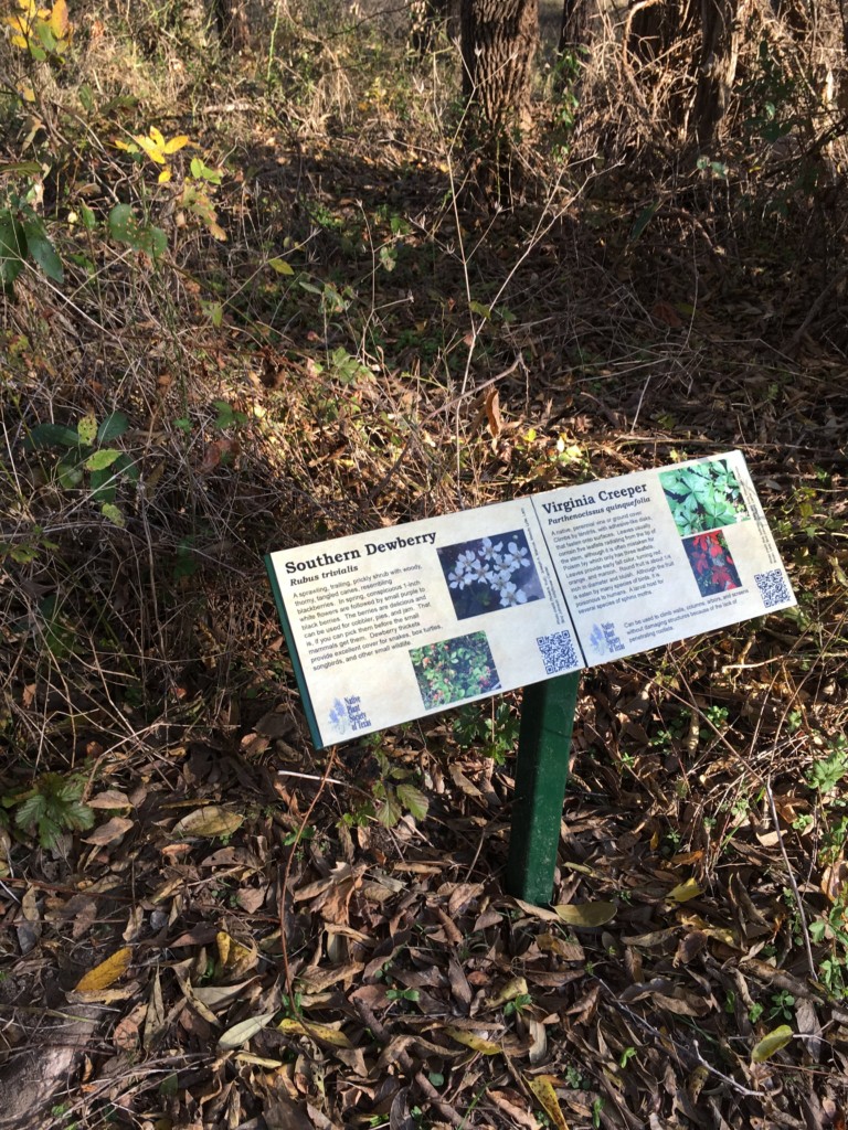 Southern Dewberry and Virginia Creeper signs