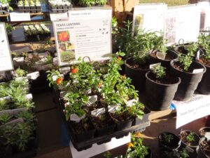 image of plants for sale