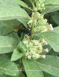 Tarantula hawk on Zizotes, Asclepias oenotheroides