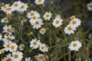 Blackfoot Daisy, Melampodium leucanthum