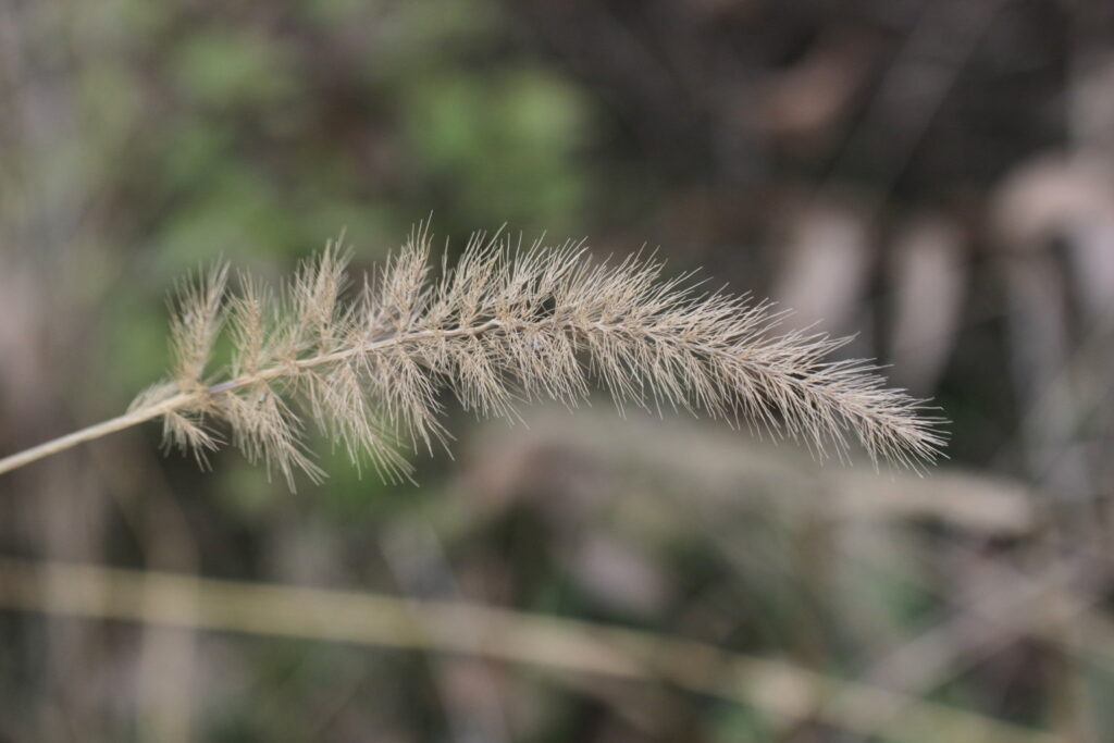 Southwestern Bristlegrass