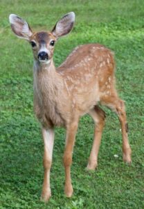 image of fawn