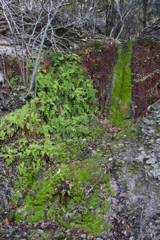 Ferns and moss at a seep area