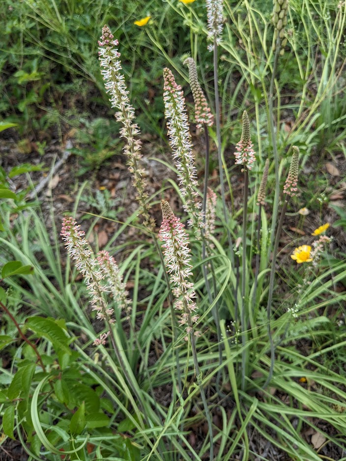 image of Texas Feathershank (Green Lily), Schoenocaulon texanum