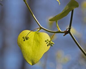 Smilax bona-nox - Greenbriar