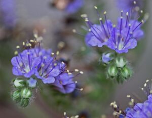 Phacelia congesta - Blue Curls