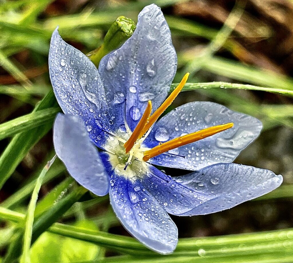 Prairie Celestials, Nemastylis geminiflora