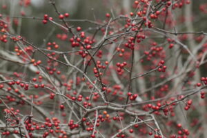 Possumhaw Holly, Ilex decidua