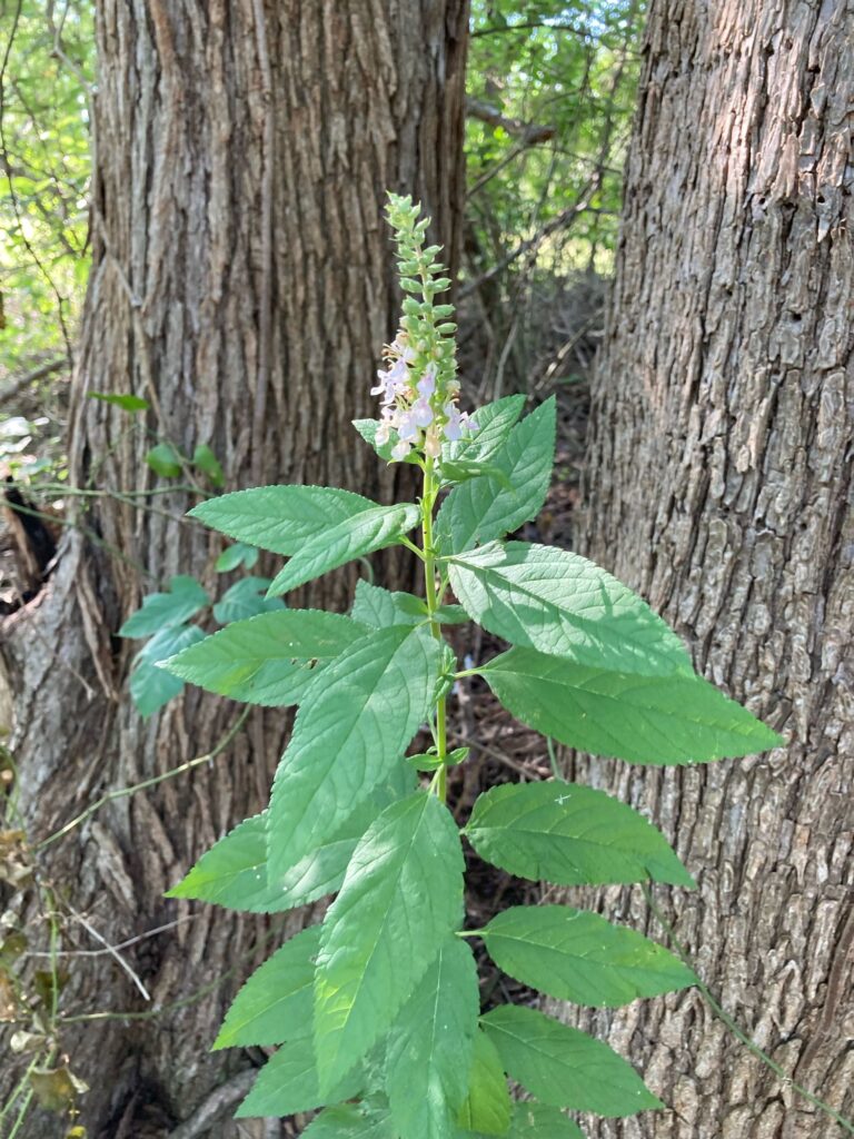 image of American germander