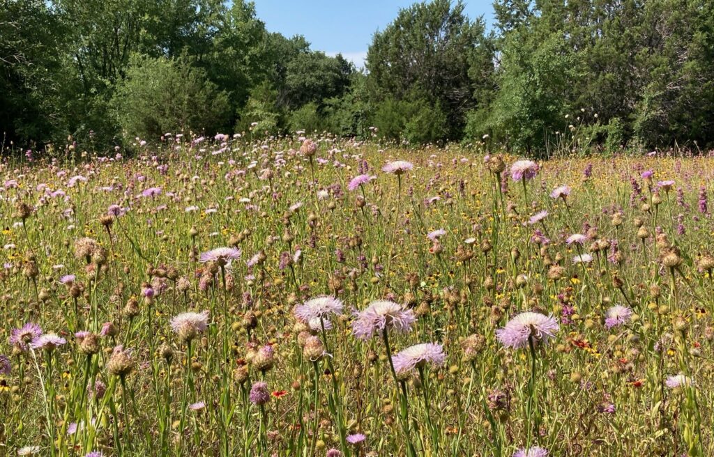 image of American basket-flowers