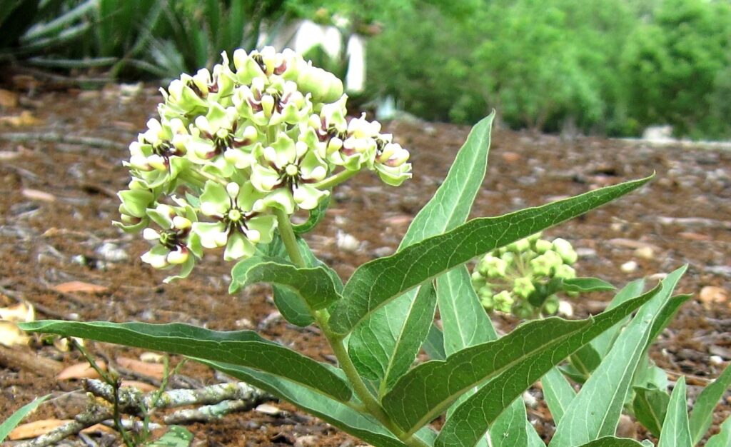 image of milkweed plant, antelope horns