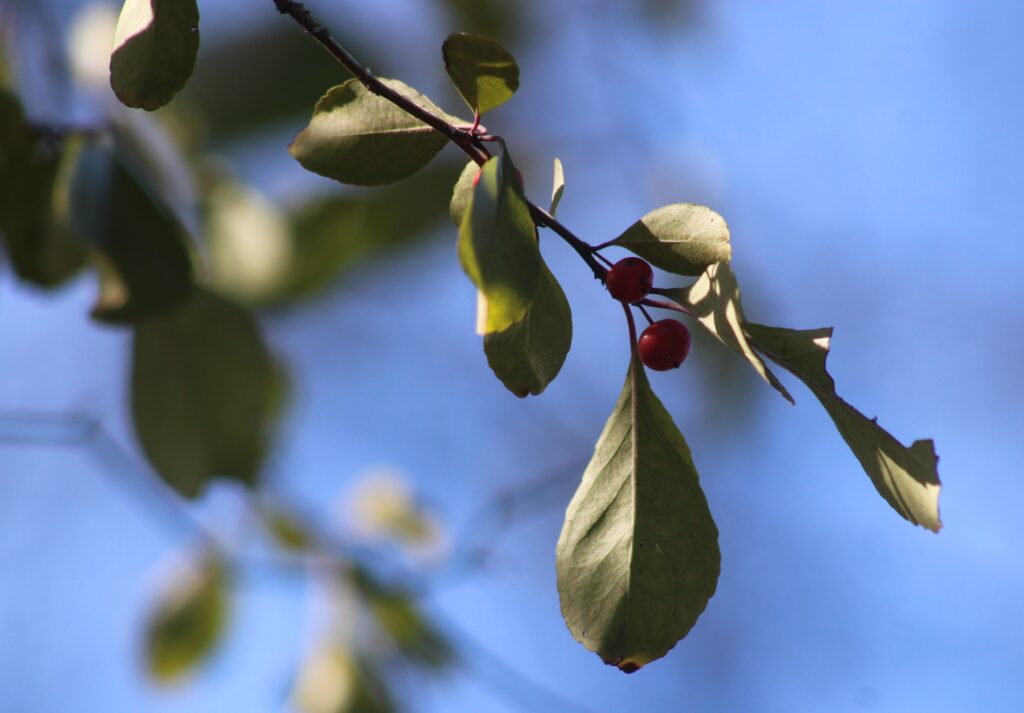 Possumhaw, Ilex decidua