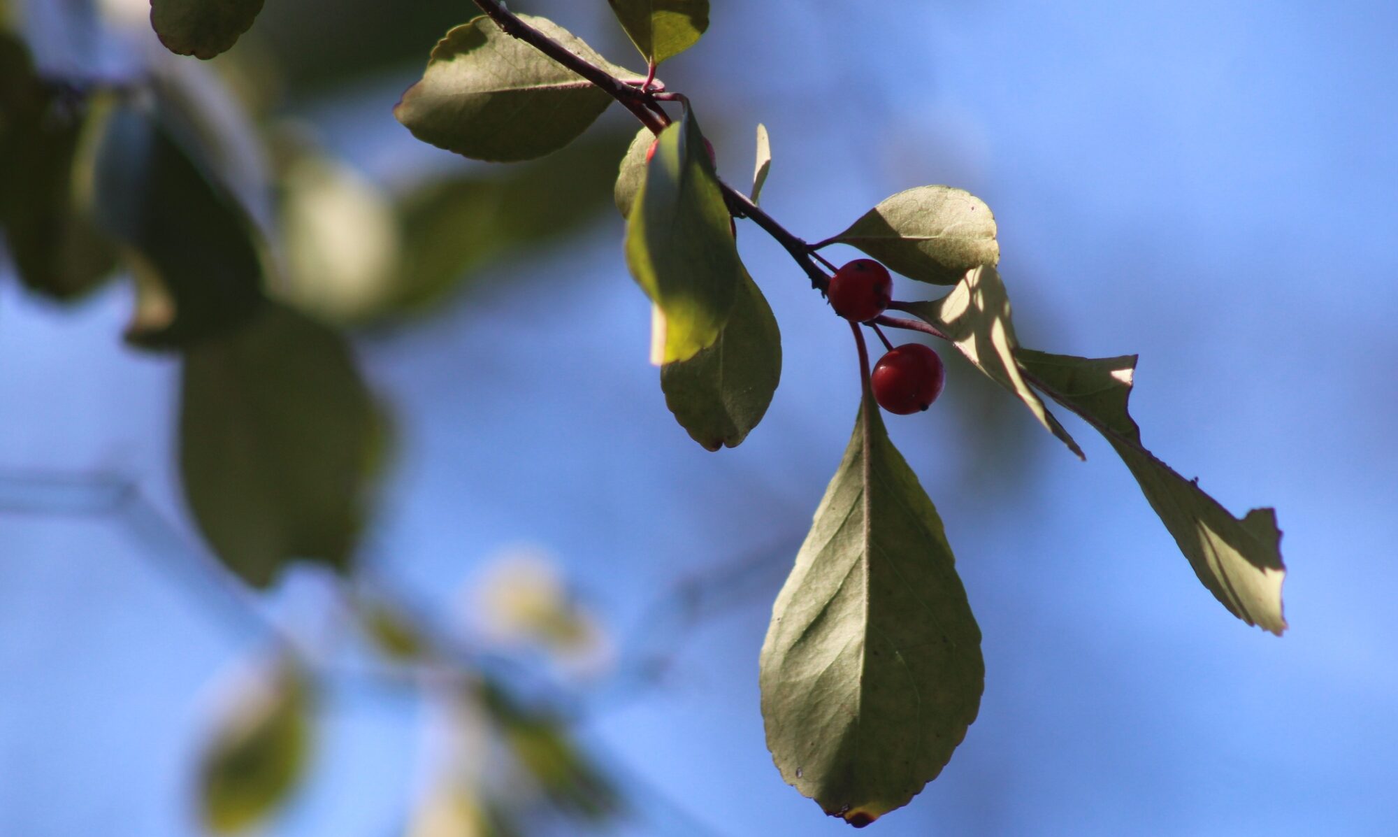 Possumhaw, Ilex decidua