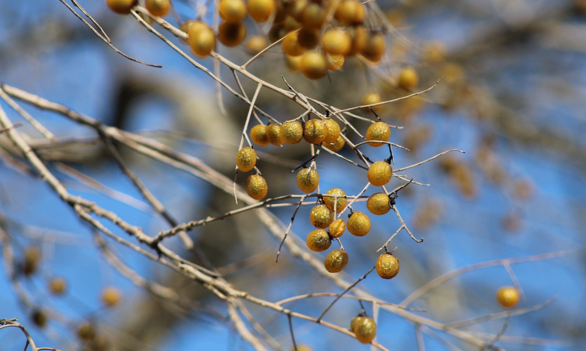 Soapberry, Sapindus saponaria