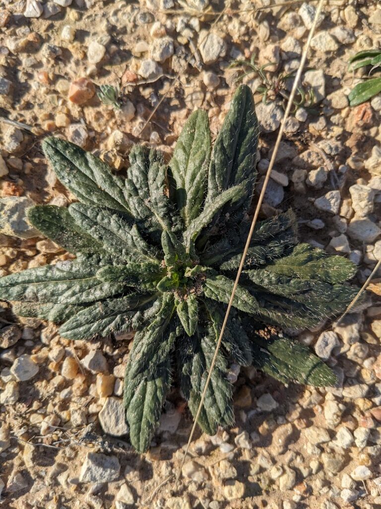 image of Salvia Texana
