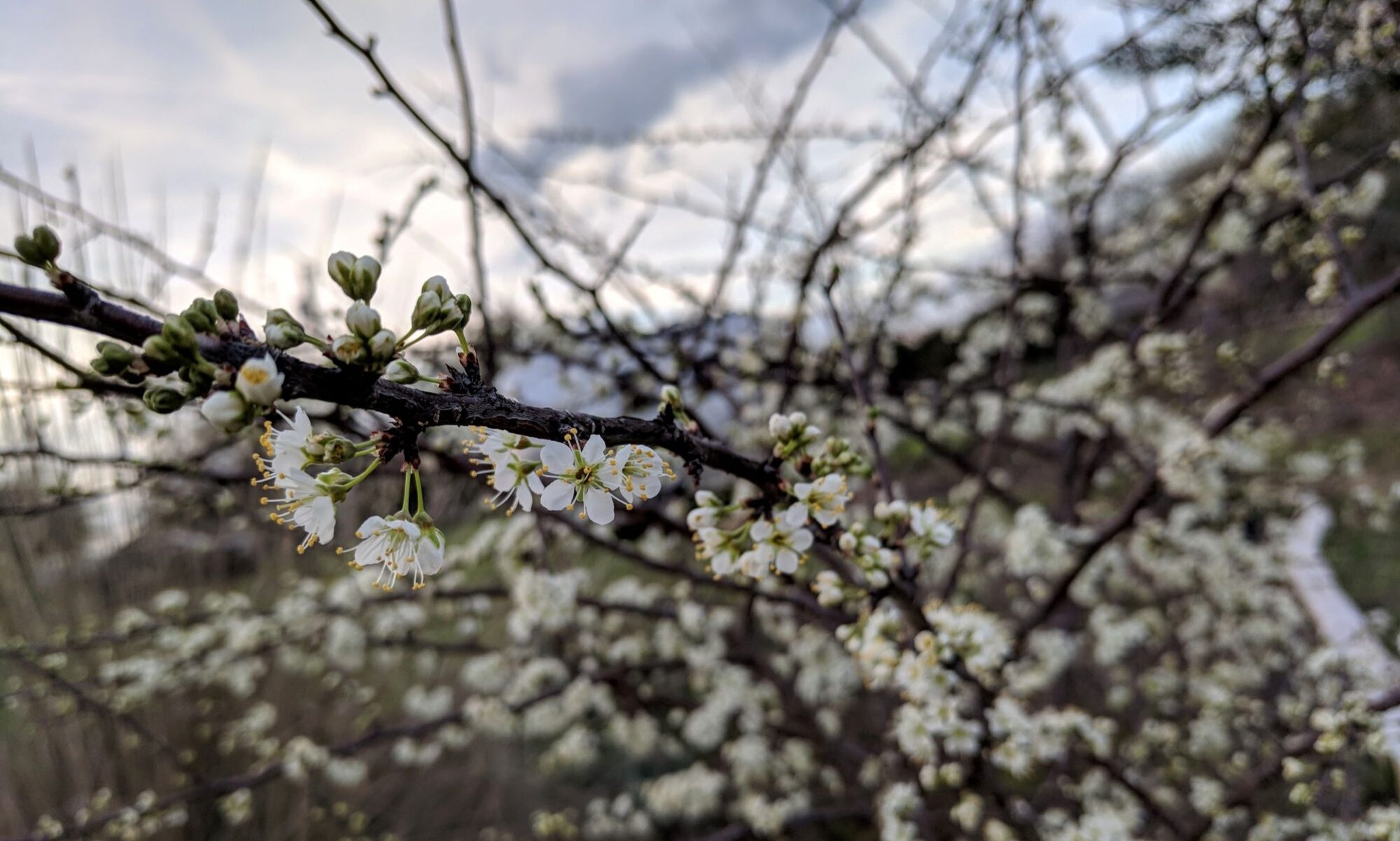 Choctow Plum, Prunus angustifolia