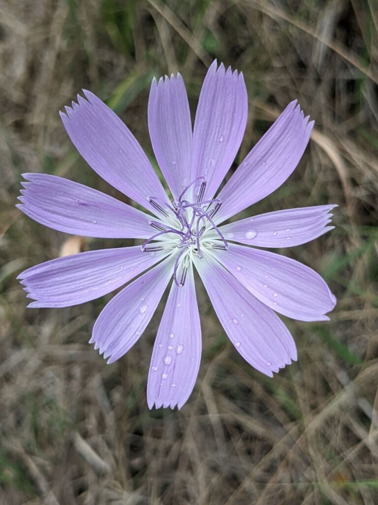 image of Texas Skeleton Plant