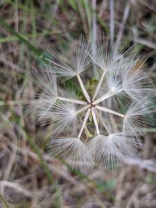 image of Texas Skeleton Plant seeds