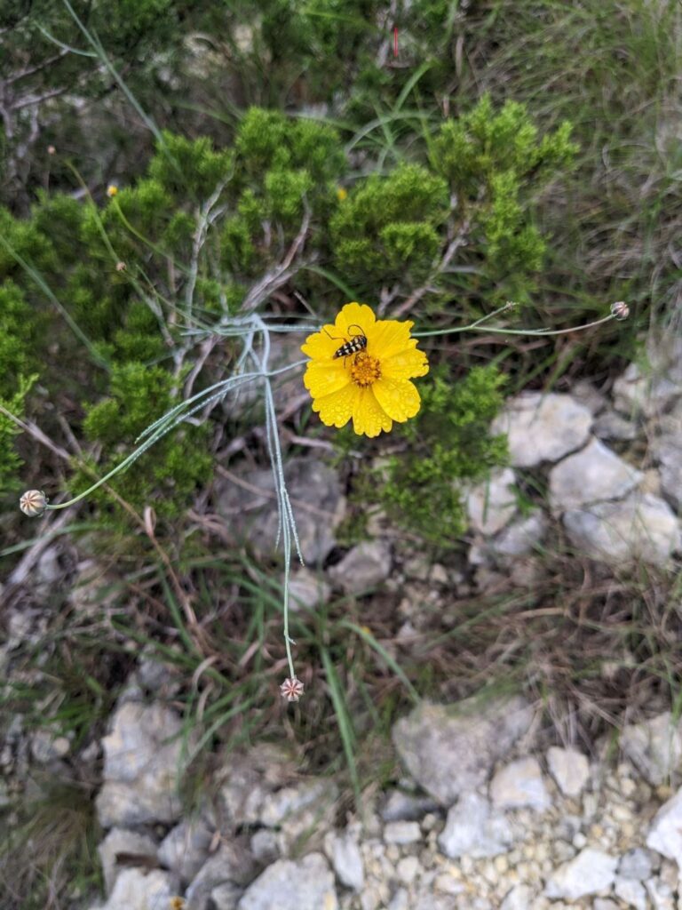 image of Thelesperma simplicifolium