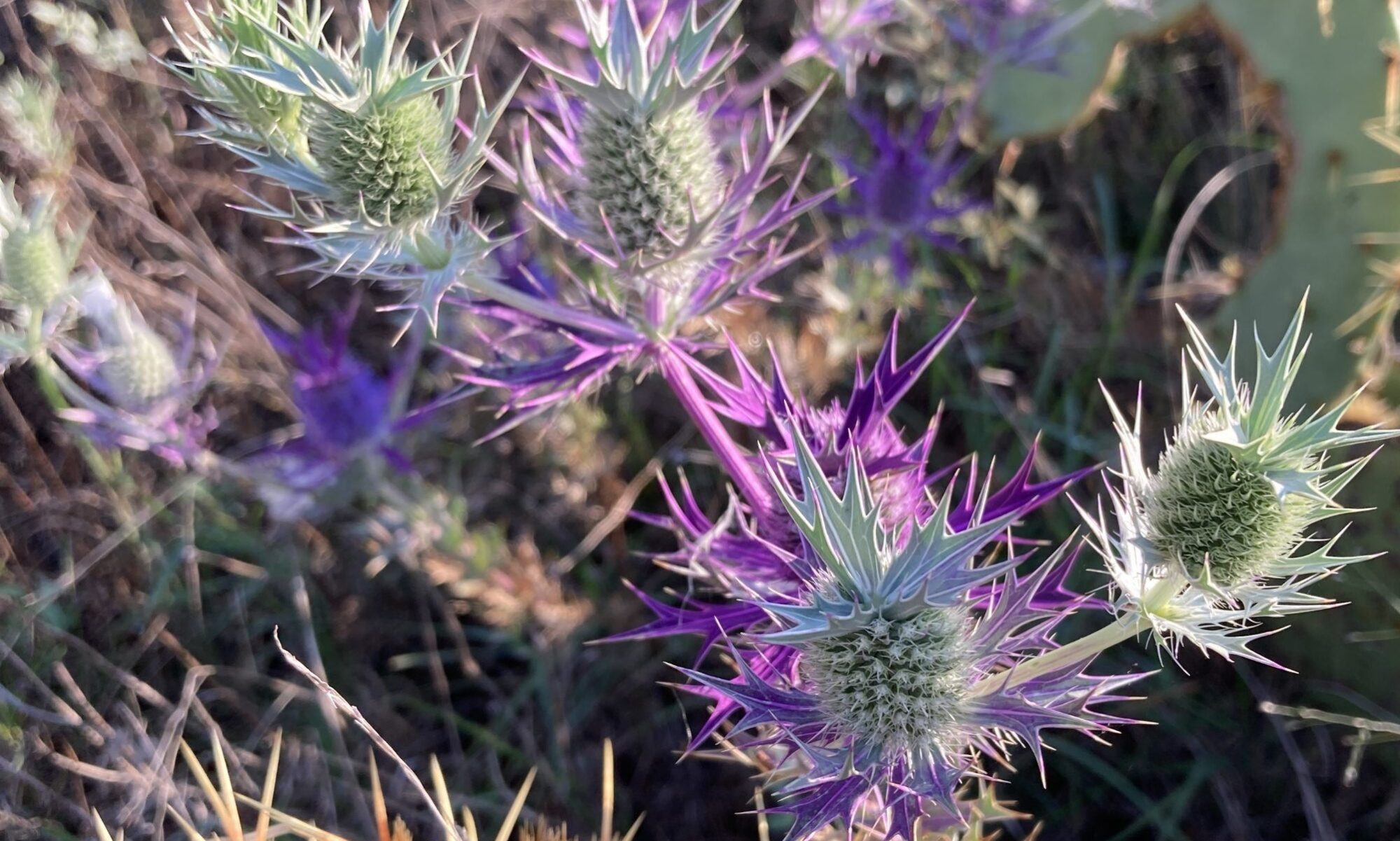 image of Leavenworth's eryngo, Eryngium leavenworthii