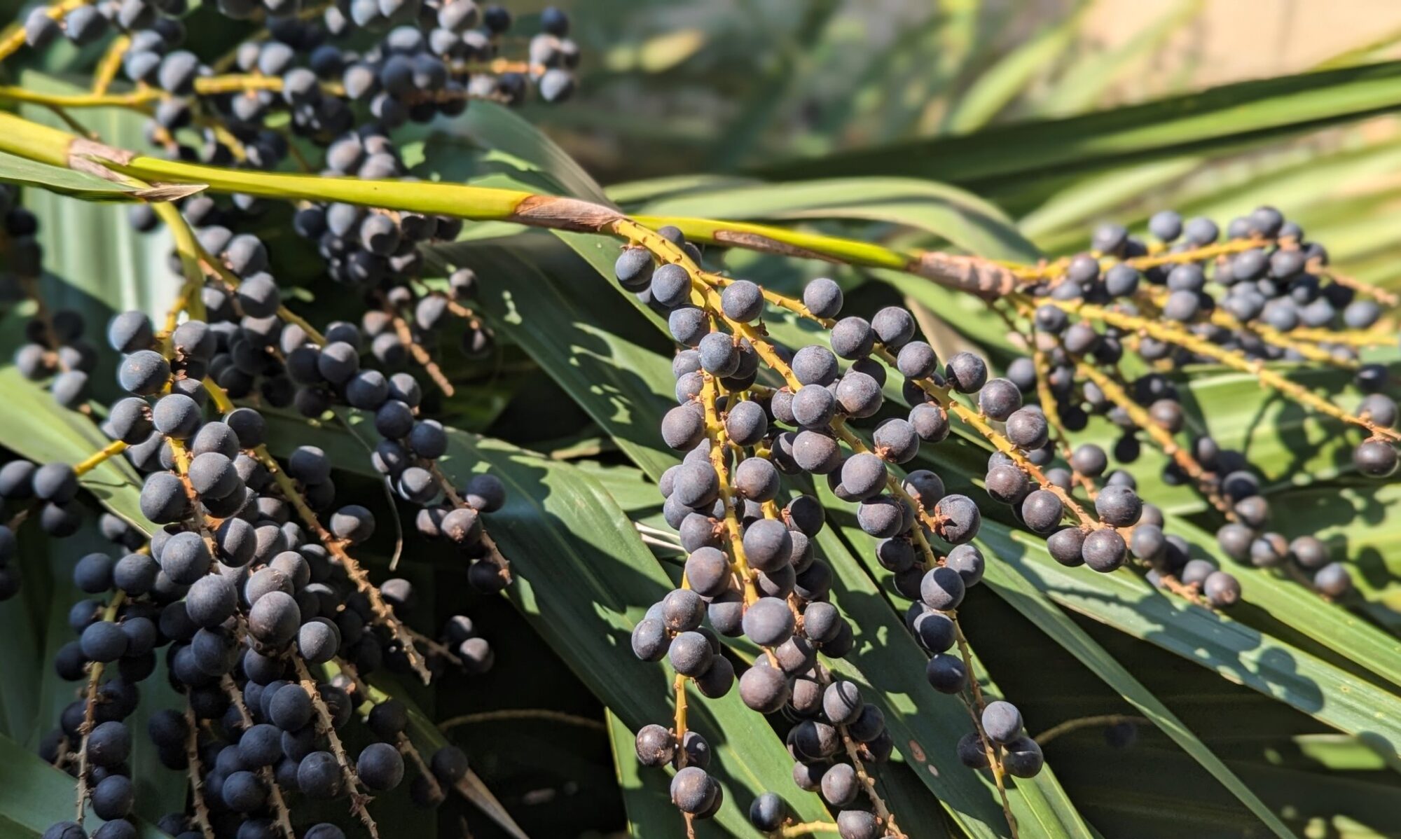 image with seeds of dwarf palmetto, Sabal minor