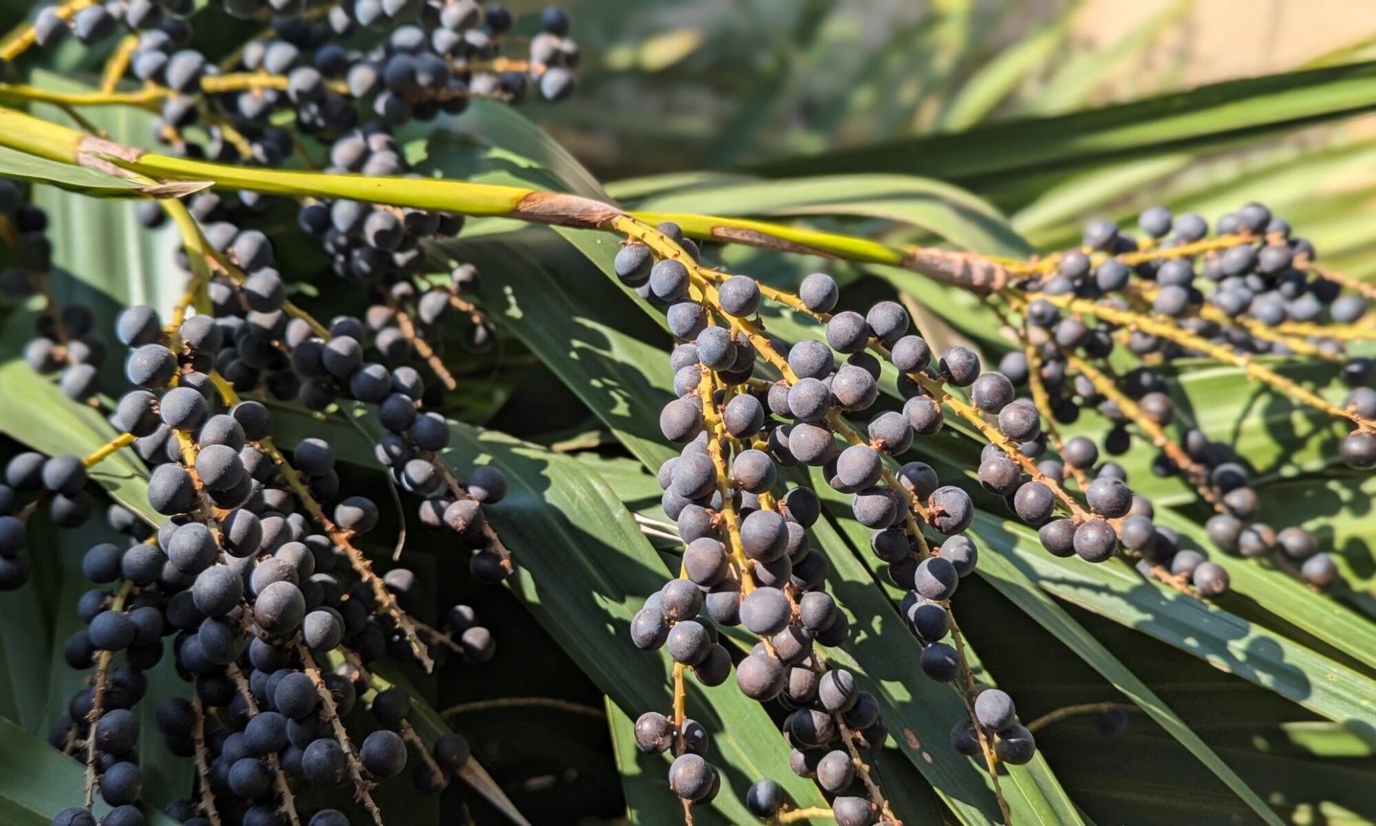 image with seeds of dwarf palmetto, Sabal minor