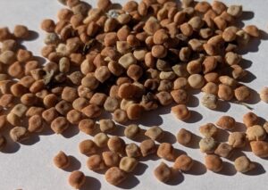 Bluebonnet seeds, Lupinus texensis