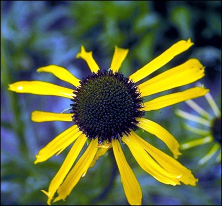 yellow coneflower