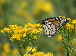 monarch butterfly