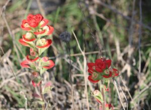 Texas Paintbrush