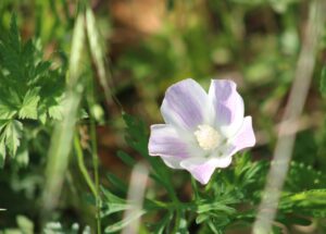 Williamson County Winecup