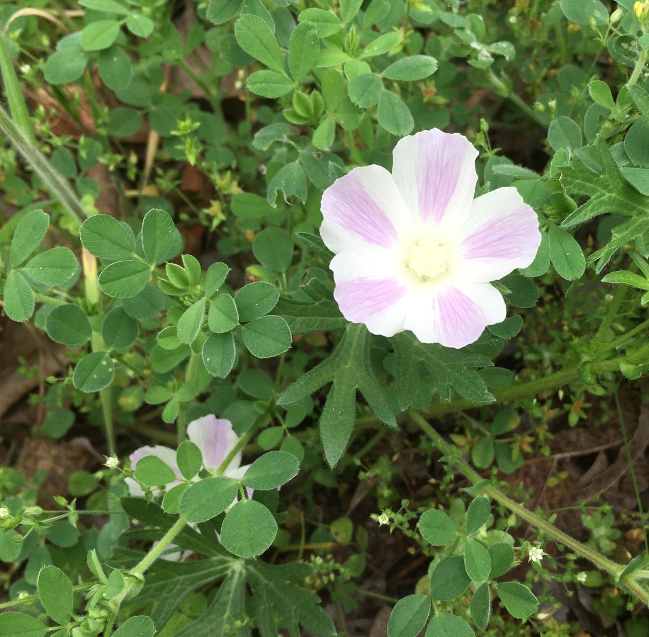image of Williamson County Winecup, Callirhoe involucrata var. lineariloba