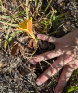 image of Rio Grand Copperlily, Habranthus tubispathus