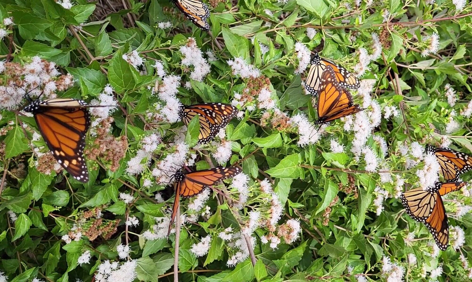 White Mistflower, Ageratina havanensis