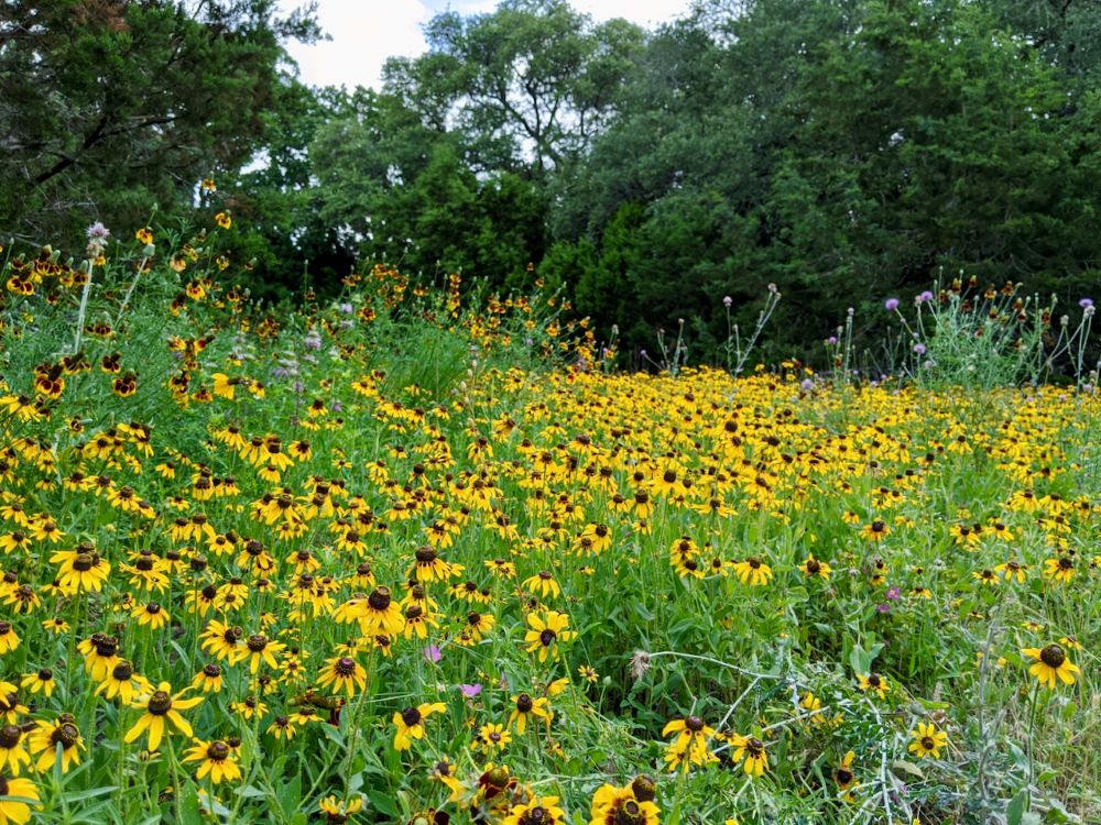 image of wildflowers